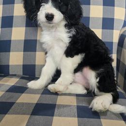 Joy - Tri-color female Bernedoodle puppy in Galt, Missouri from Only Doodles!