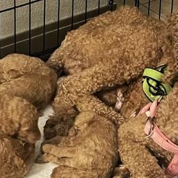 Goldendoodles from Little Paws and company