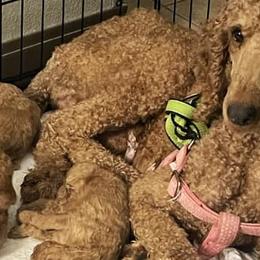 Goldendoodles from Little Paws and company