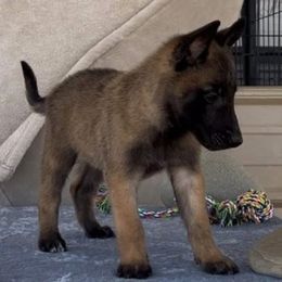 Boy  Orange-4 weeks - Fawn male Belgian Malinois puppy in Golden Valley, Arizona from Desert Wind Kennels