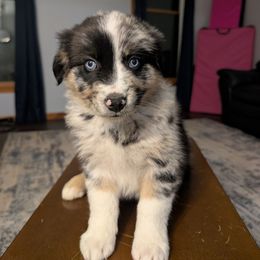 Bailey - Blue merle male Australian Shepherd puppy in Elverson, Pennsylvania from Blosenski Aussies