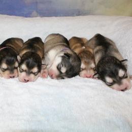 Alaskan Malamute Puppies from New River Valley Malamutes