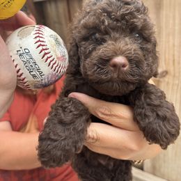 Gio - Brown male Lagotto Romagnolo puppy in Chico, California from Anna’s Lagottos