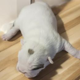 Rollie - White male Bulldog puppy in Salem, Illinois from Itsabulldogthing