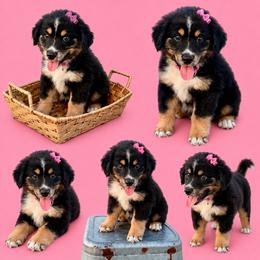 Dark pink - Black tri female Miniature Australian Shepherd puppy in 32046, Florida from River Hill Ranch