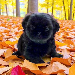 Amarillo Amara purple - Brindle female Shih Tzu puppy in Richmond, Texas from Aleka Shih Tzu