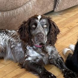 Aussiedoodles, Australian Shepherds, Cockapoos, Goldendoodles, and Poodles from Kristin Drown
