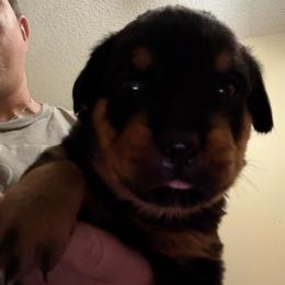 Green boy - Black and mahogany male Rottweiler puppy in Colorado Springs, Colorado from Von Locher Rotties