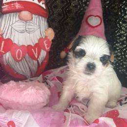Max ( Boy 2 ) - Parti male Yorkshire Terrier puppy in Cottageville, South Carolina from Mandy's Yorkie's , Yorkiepoo's & Maltipoo's