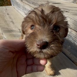 Gastón - Wheaten male Miniature Schnauzer puppy in West Point, Nebraska from Canyon Rose Schnauzers