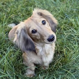 Dachshund puppies from Signatures Mini Dachshunds