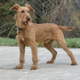 Irish Terrier and Scottish Terrier Puppies from Avonlea Terriers