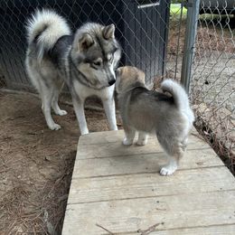 Siberian Husky Puppies from WILLIAM HUNDLEY