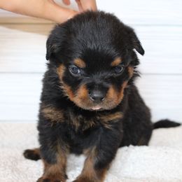 Yellow  girl - Black and mahogany female Rottweiler puppy in Auburn, California from Vom Haus Flores