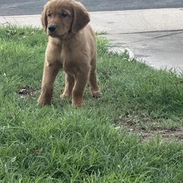 Golden Retriever Puppies from Arizona Dream Goldens