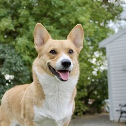 Dixie - Pembroke Welsh Corgi