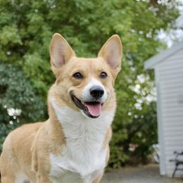 Dixie - Pembroke Welsh Corgi