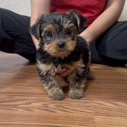 Yorkshire Terrier Puppies from Russell Puppies