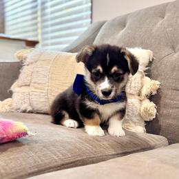 Lulu's Blue Boy - Black and tan male Pembroke Welsh Corgi puppy in Vilonia, Arkansas from Lucky Pups Corgis