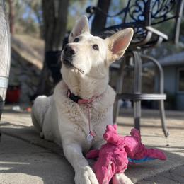 Arya - German Shepherd