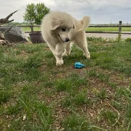 Green - White female Great Pyrenees puppy in Loveland, Colorado from Horton Homestead Great Pyrenees