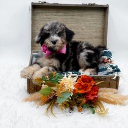 Girl 7 - female Bernedoodle puppy in Statesville, North Carolina from Doodle Babies