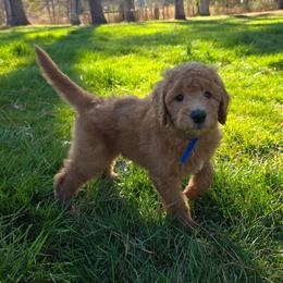 Billy - Red  male Goldendoodle puppy in Georgetown, Tennessee from Georgetown Designer & Purebred Puppies