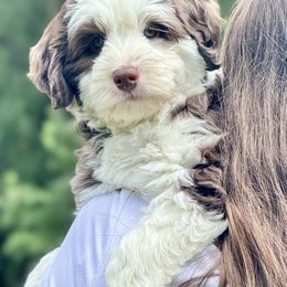 Parsley - Chocolate female Australian Labradoodle puppy in Warrensburg, Missouri from 4Leaf Labradoodles