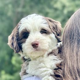 Parsley - Chocolate female Australian Labradoodle puppy in Warrensburg, Missouri from 4Leaf Labradoodles