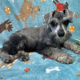 AKC- Blue collar - Salt and pepper male Miniature Schnauzer puppy in Comer, Georgia from Water Oak Farm