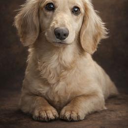 Finley - Dachshund