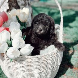 Boy 2 - male Poodle puppy in Oregon from Dutton’s Doodles