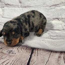 Lucky - Dapple male Dachshund puppy in Anaconda, Montana from Williams Family Dachshunds