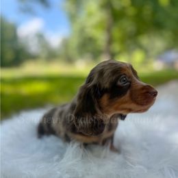 Lincoln - Dapple male Dachshund puppy in Colbert, Georgia from Southern Drawl Dachshunds