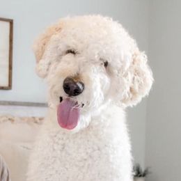 Double Doodles and Goldendoodles from Hometown Double Doodles