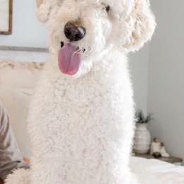 Double Doodles and Goldendoodles from Hometown Double Doodles