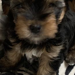 Yorkshire Terriers from Teddy Bear Yorkies
