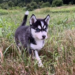 Atlas - Black and white Siberian Husky puppy in Delta, Alabama from Gathering Rock Siberian Huskies