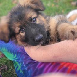 German Shepherd Puppies from Von Holtzapple German shepherds