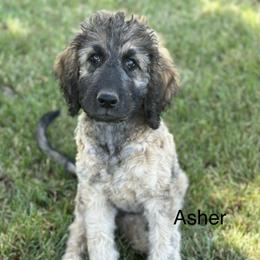 Asher - Sable male Goldendoodle puppy in Pasco, Washington from Camp Doodle Woods