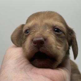 Latte - Cream female Dachshund puppy in Bartlesville, Oklahoma from Kippers Keepsake Dachshunds
