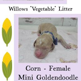 Corn - Red  female Goldendoodle puppy in Grabill, Indiana from Rose's Doodles