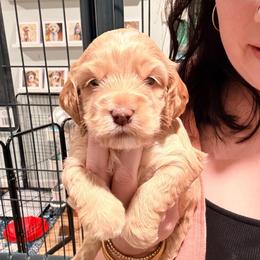 Eleanor (yellow) - Buff female Cockapoo puppy in Denver, Pennsylvania from Greenview Puppies