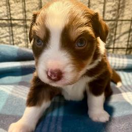 Ivy - Red tri female Miniature Australian Shepherd puppy in Somerset, Kentucky from Natural Life Ranch
