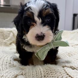 Brownie - Tri-color male Bernedoodle puppy in Herriman, Utah from Rose Canyon Doodles