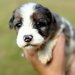 Hazel - Blue merle female Aussiedoodle puppy in Eastman, Georgia from Dood B Ranch