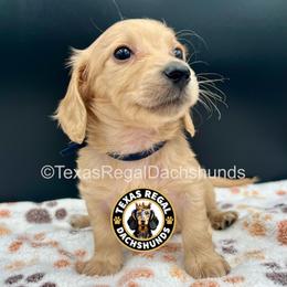 Keith - Cream male Dachshund puppy in Houston, Texas from Texas Regal Dachshunds LLC