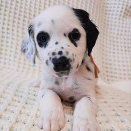 Princess Peach - White and black female Dalmatian puppy in Jefferson, Georgia from Spotted Jewels Dalmatians
