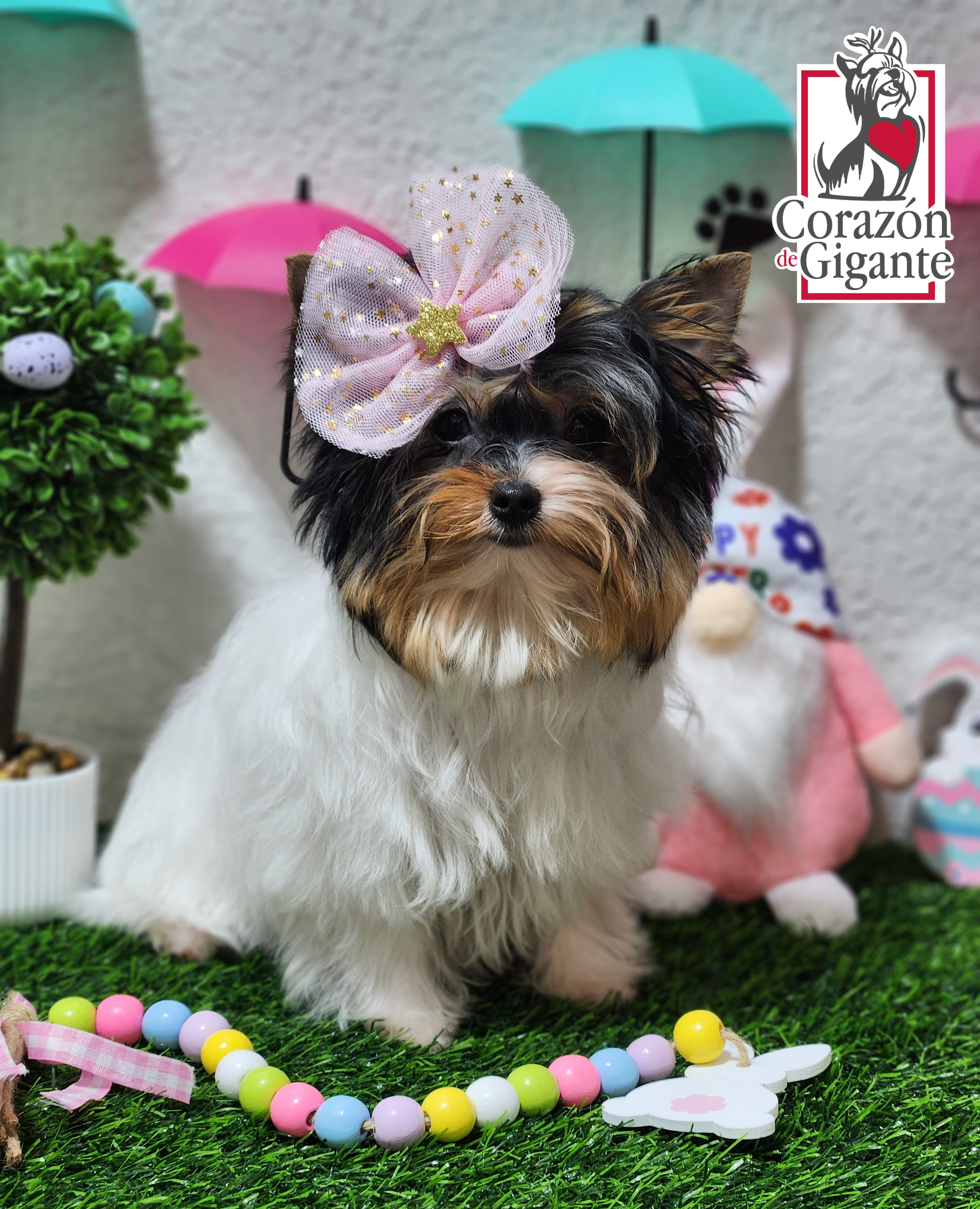Biewer Terrier and Yorkshire Terrier Puppies from Corazón de gigante