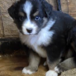 Boy 2 - male Miniature American Shepherd puppy in Goldendale, Washington from Amulet Charm